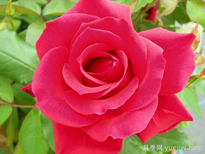 河本纯子天使系列月季，颜值担当温柔灵动(图1)