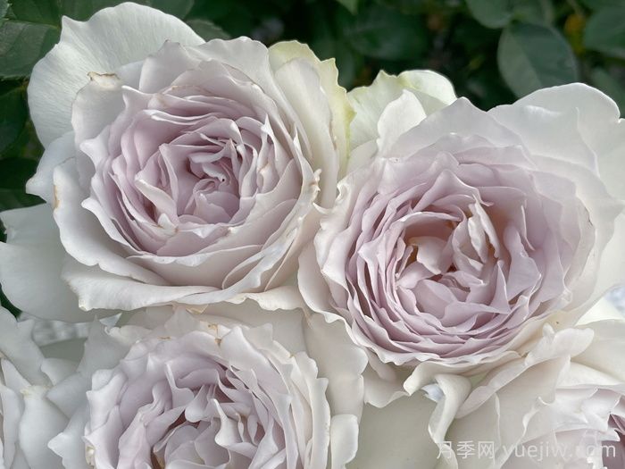 河本纯子天使系列月季，颜值担当温柔灵动(图3)