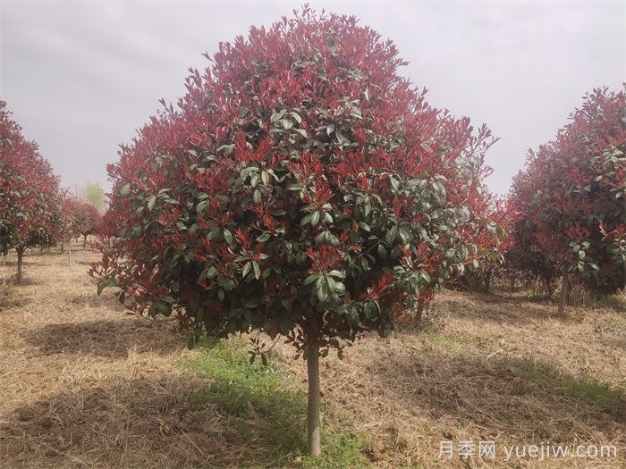 红叶石楠/红叶石楠苗树球(图2)