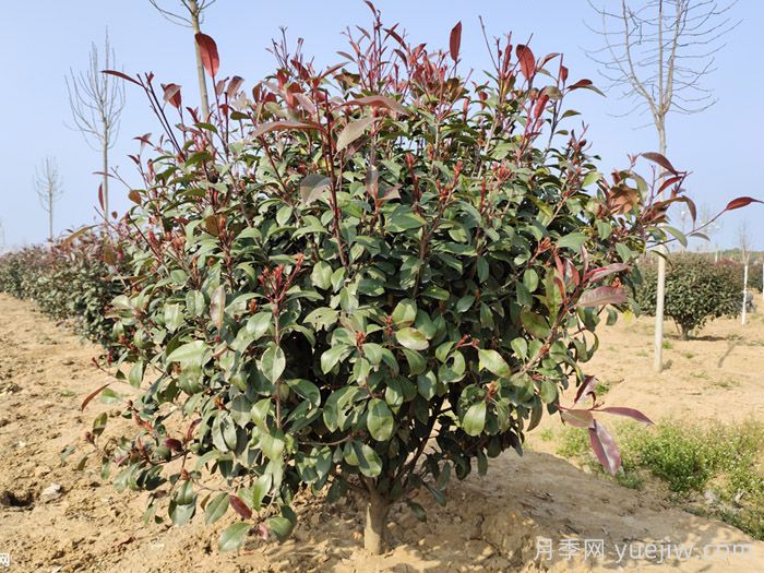红叶石楠/红叶石楠苗树球(图5)