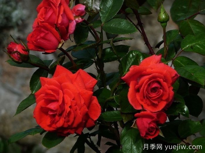 美茵塔月季Maintower(图2)