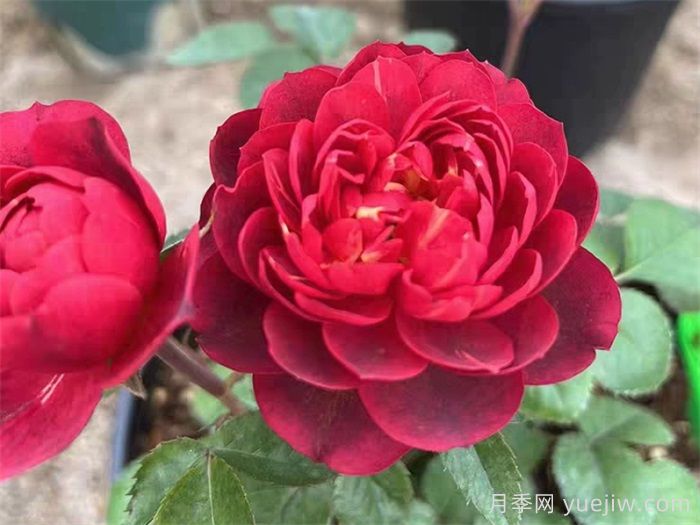 果汁月季系列品种分享，颜值高总有你喜欢(图5)