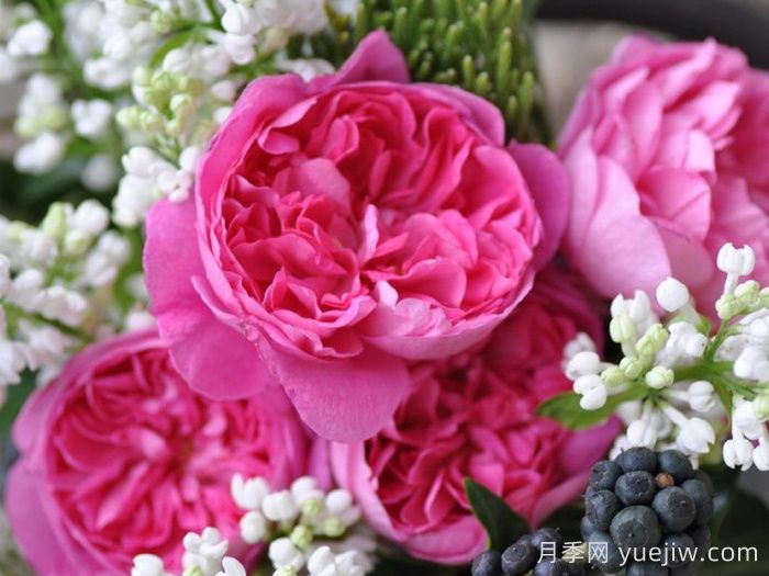 月季推荐，治疗天使拉斐尔月季(图1)