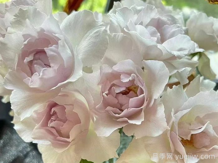 月季推荐,莎菲天使月季(图1) 月季推荐,莎菲天使月季(图1)