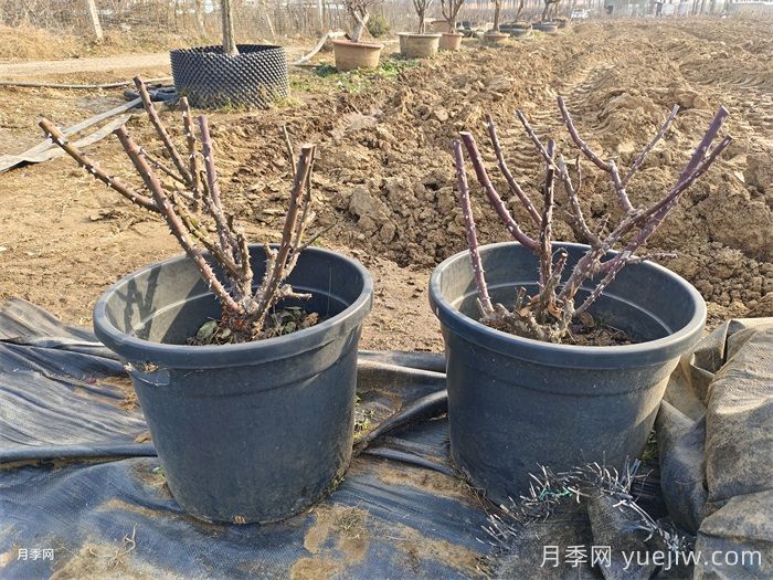 一月底二月初萌芽前的各类月季苗修剪办法(图1) 一月底二月初萌芽前的各类月季苗修剪办法(图1)