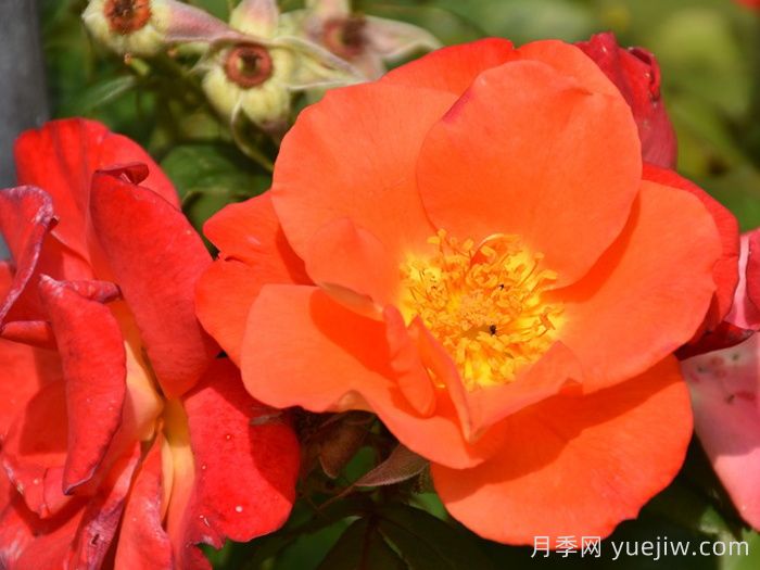 橘色探戈月季/探戈橘(图2) 橘色探戈月季/探戈橘(图2)