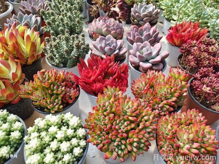 如何才能养好多肉植物?(图2) 如何才能养好多肉植物?(图2)