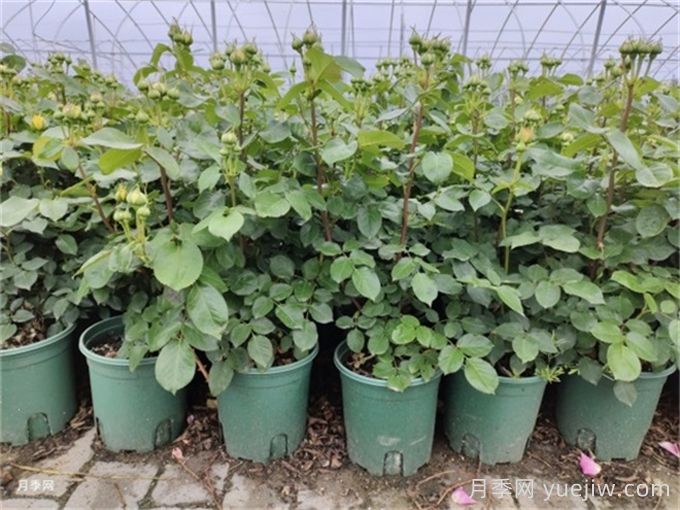 冬天月季的花苞要剪掉吗？(图1)