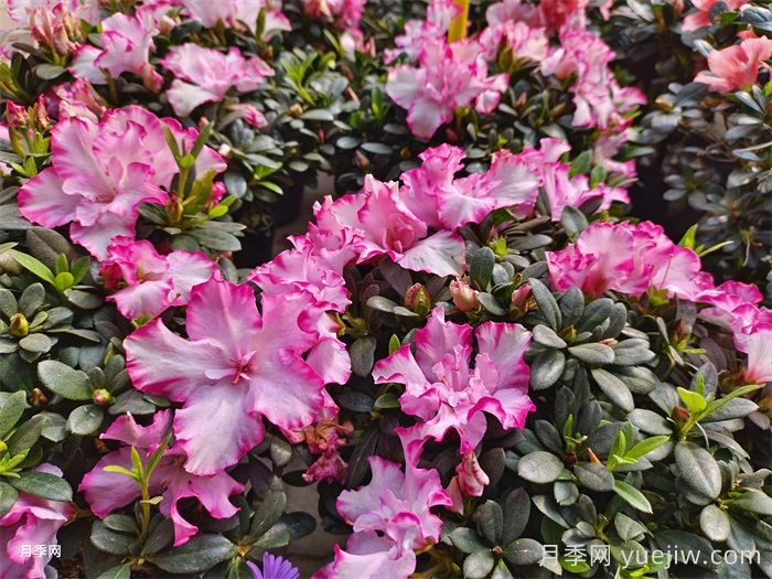 杜鹃花在北方的冬季养护(图1)