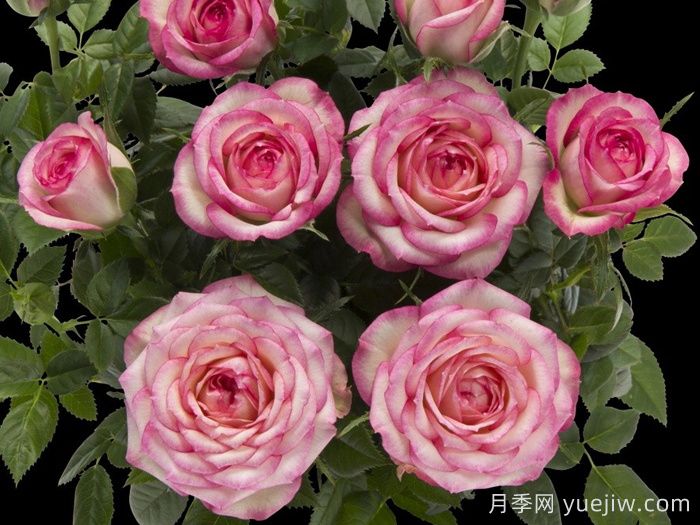 月季推荐,旋转木马月季(图1) 月季推荐,旋转木马月季(图1)