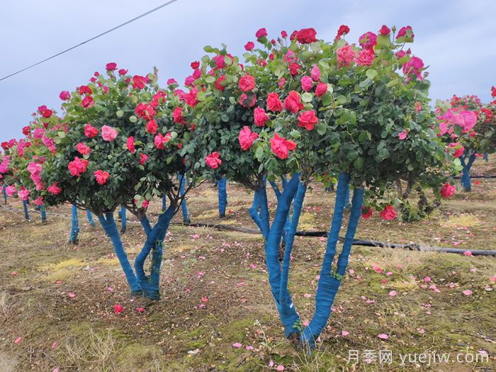 大冠幅树桩月季移栽时为什么要**行修剪?(图1) 大冠幅树桩月季移栽时为什么要**行修剪?(图1)