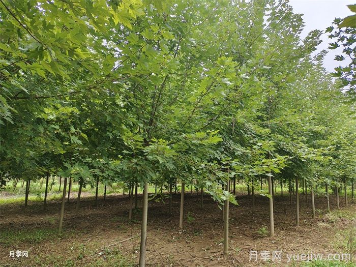 汇总558种常见园林植物，赶快收藏(图3)