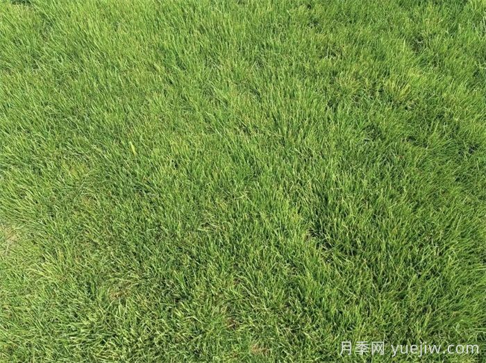 汇总558种常见园林植物，赶快收藏(图4)