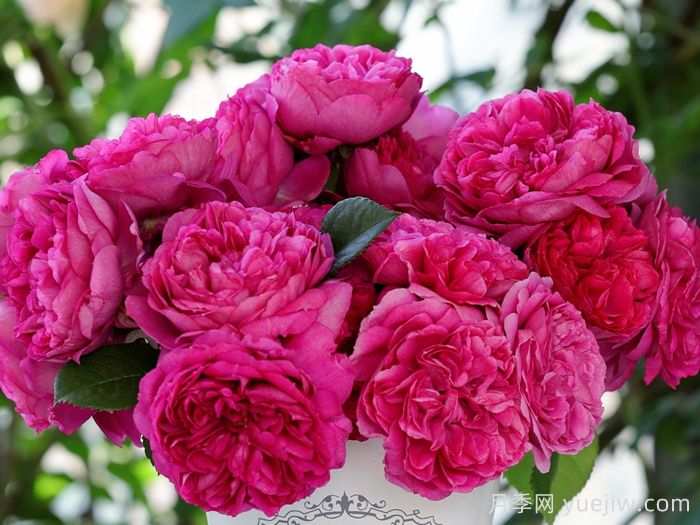 月季推荐,慈萱月季(图1) 月季推荐,慈萱月季(图1)