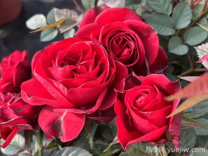 月季推荐,中国红月季(图1) 国月月季推荐,中国红月季(图1)