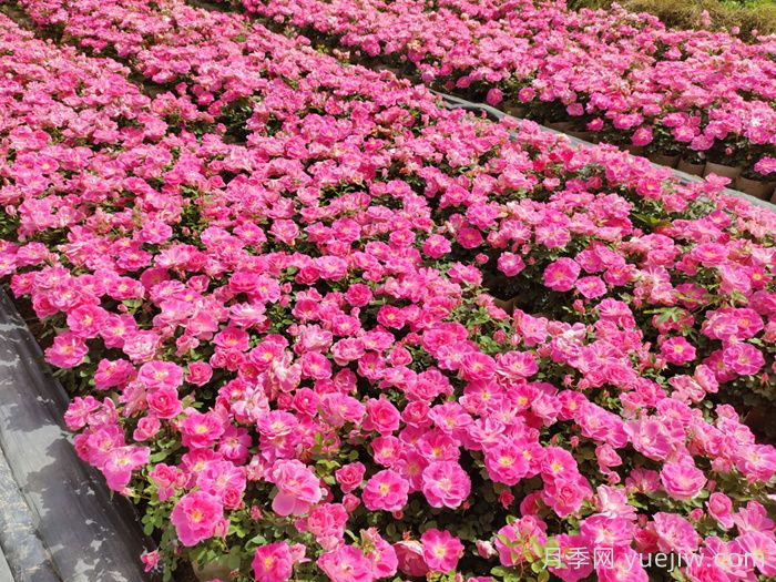 月季爆花的当季秘诀,春季施肥避免盲枝问题(图2) 月季爆花的当季秘诀,春季施肥避免盲枝问题(图2)