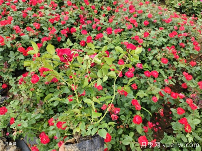 如何养好月季花盆栽？(图2)
