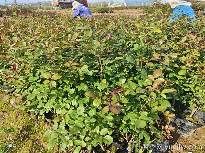 园林绿化工程为什么在春季种植月季?(图2) 园林绿化工程为什么在春季种植月季?(图2)