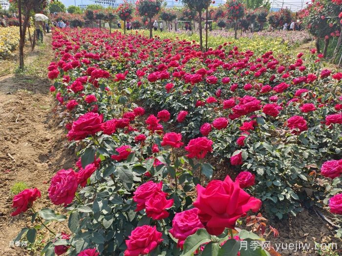 园林绿化工程为什么在春季种植月季?(图1) 园林绿化工程为什么在春季种植月季?(图1)