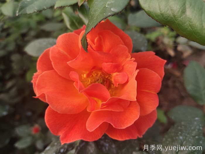 春季有什么适合景区绿化的月季苗品种？(图4)