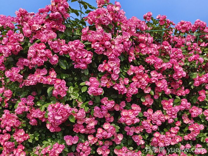 用2米高的藤本月季打造月季花墙(图1) 用2米高的藤本月季打造月季花墙(图1)