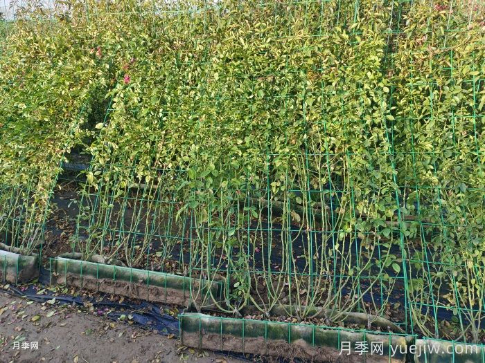 用2米高的藤本月季打造月季花墙(图2) 用2米高的藤本月季打造月季花墙(图2)