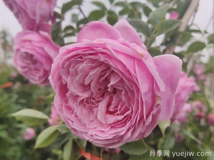 小小月季两副面孔?推荐优秀的可藤可灌月季(图3) 小小月季两副面孔?推荐优秀的可藤可灌月季(图3)