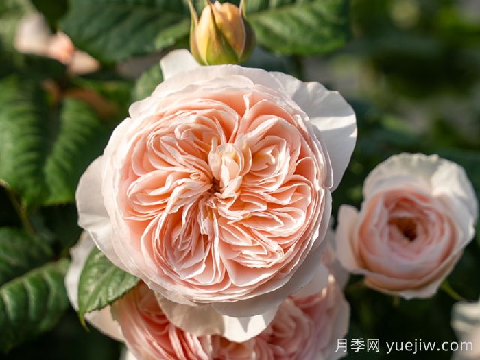 小小月季两副面孔?推荐优秀的可藤可灌月季(图4) 小小月季两副面孔?推荐优秀的可藤可灌月季(图4)