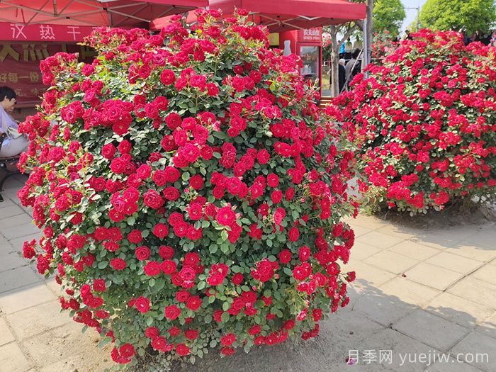 月季花球(图1) 月季花球(图1)