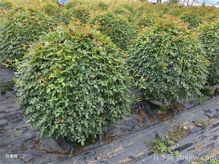 月季花球(图3) 月季花球(图3)