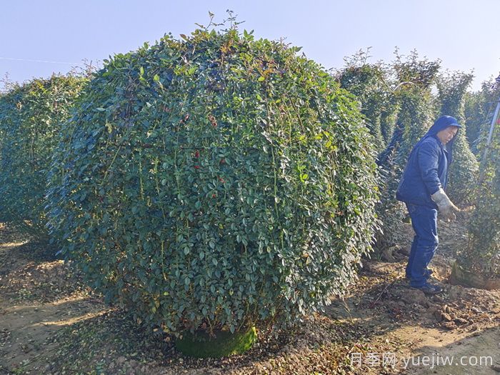 月季花球(图5) 月季花球(图5)