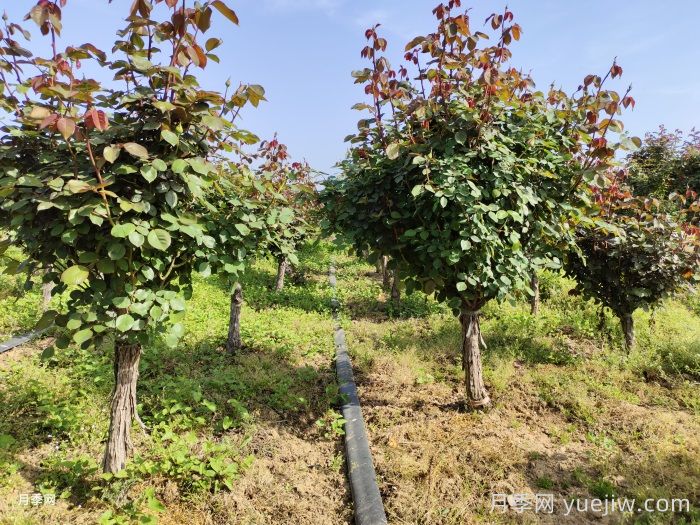 低桩月季/低杆月季(图3)