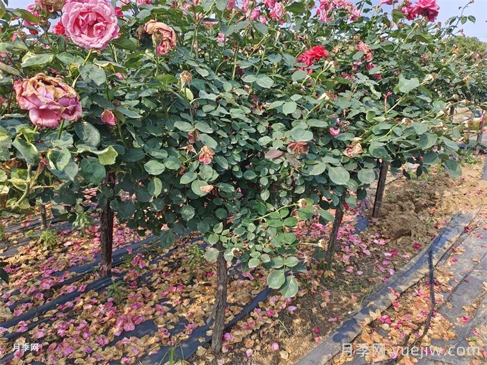 低桩月季/低杆月季(图4)