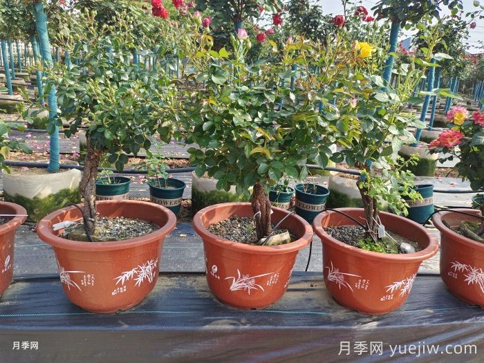提根月季(图4)