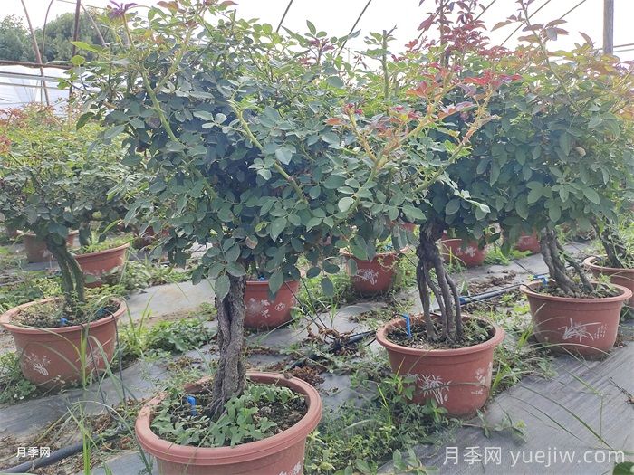 提根月季(图5)