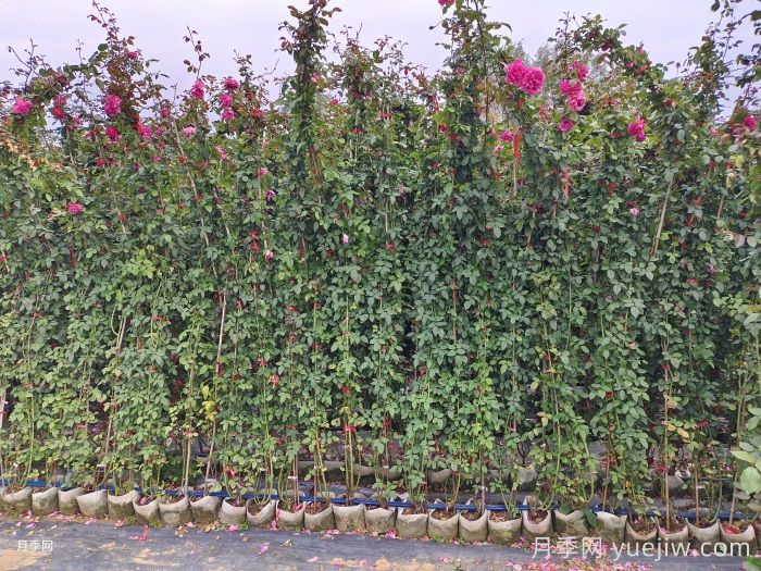 2米高藤本月季(图3)