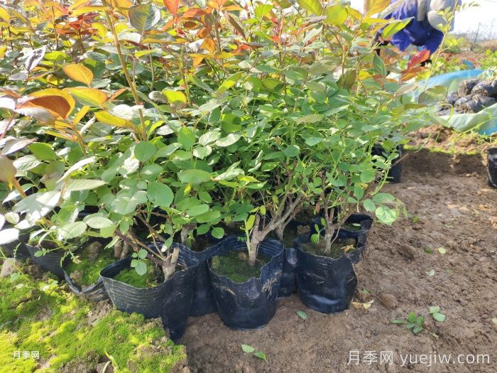 大花月季盆栽二年苗，嫁接营养杯苗产地价格(图1)