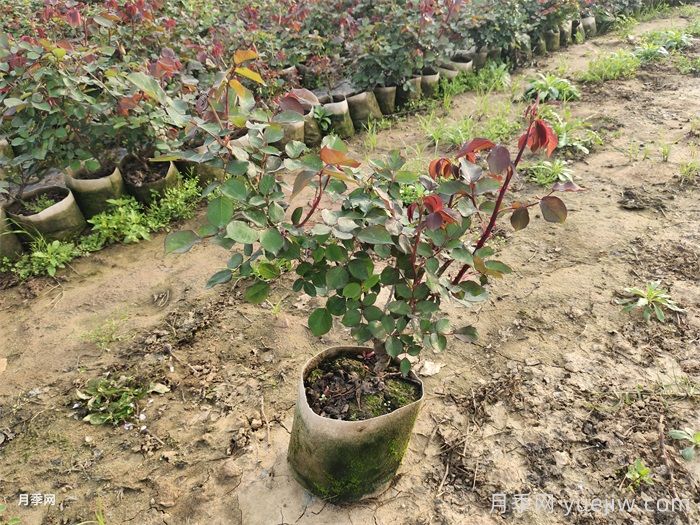 大花月季盆栽二年苗，嫁接营养杯苗产地价格(图3)