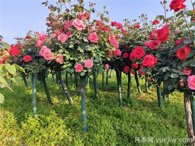 5公分月季树价格，2025年树状月季基地直销(图3)