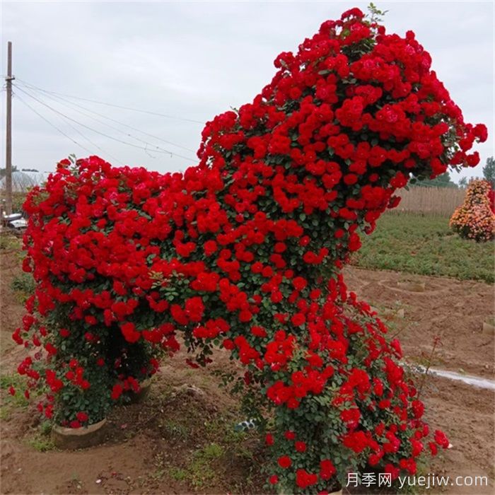 动物造型月季(图5)