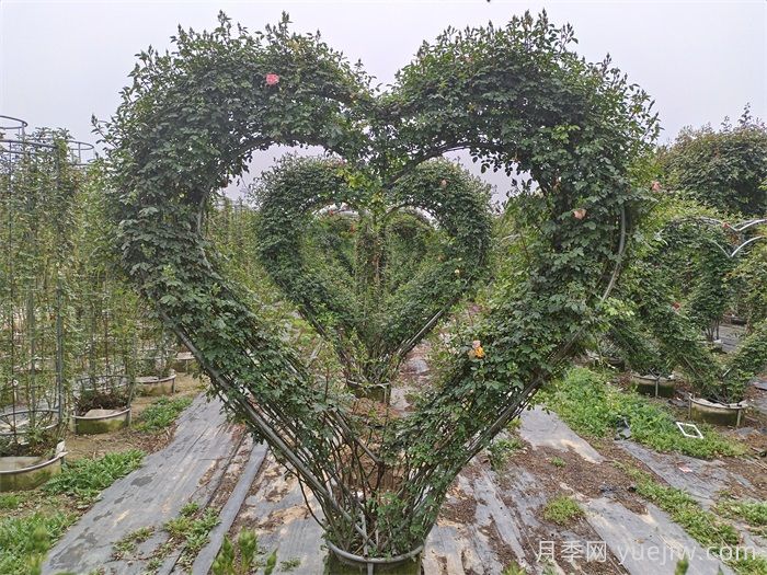 心形造型月季/爱心月季(图4)