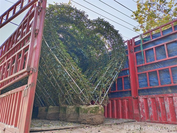 心形造型月季/爱心月季(图6)