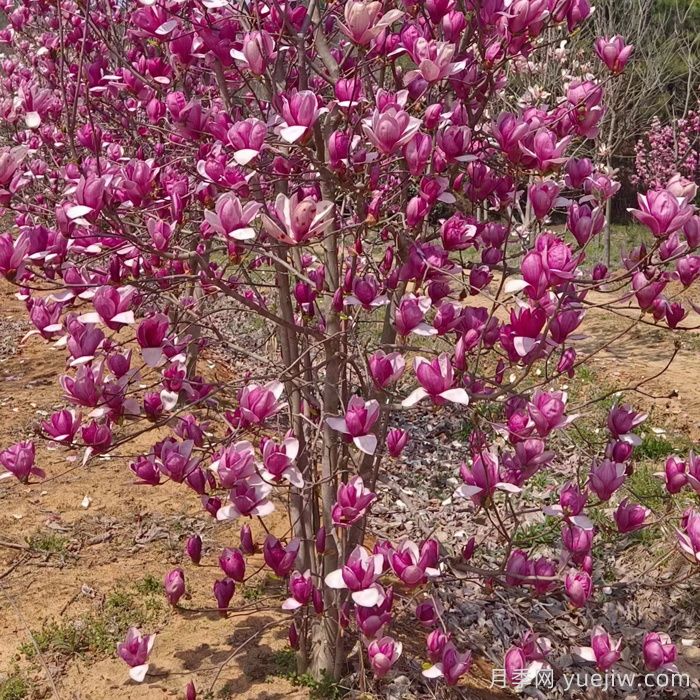春季北方庭院开花最大的木本植物(图1) 春季北方庭院开花最大的木本植物(图1)