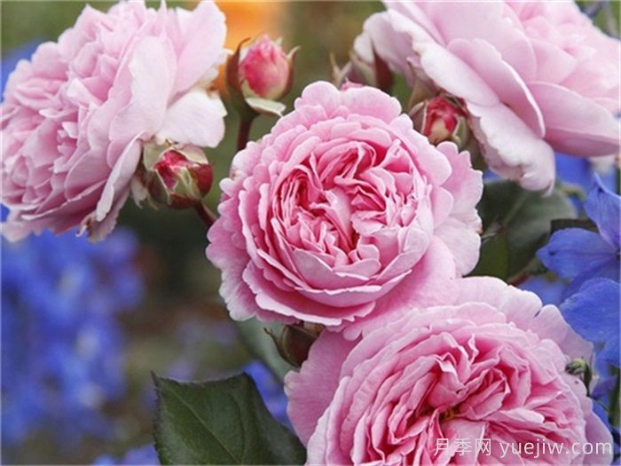 国外园丁最爱的月季调查，每一款都优秀(图4)