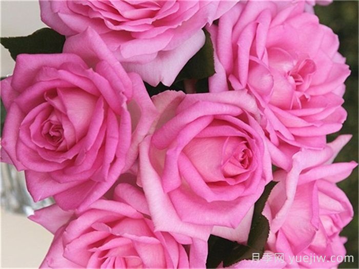 比弗利月季,荣获全球25个大奖的优秀月季(图1) 比弗利月季,荣获全球25个大奖的优秀月季(图1)