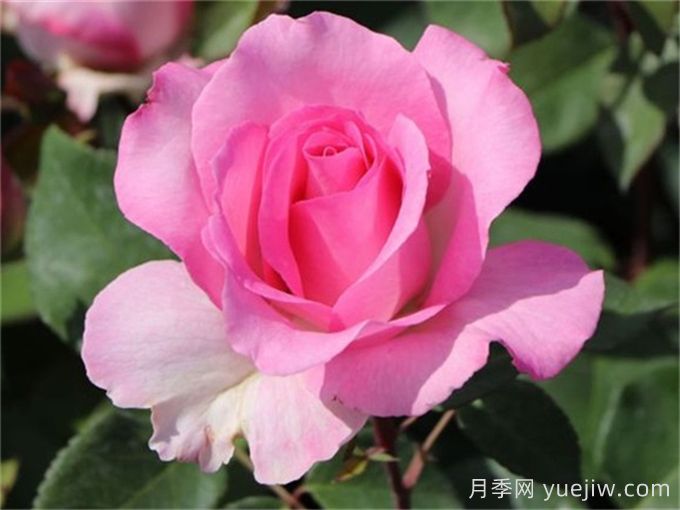 比弗利月季,荣获全球25个大奖的优秀月季(图2) 比弗利月季,荣获全球25个大奖的优秀月季(图2)