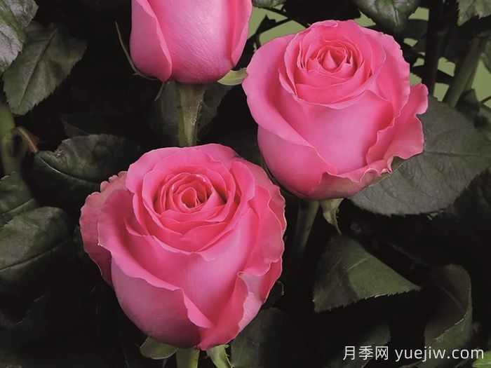 月季推荐，上海夫人月季(图1)