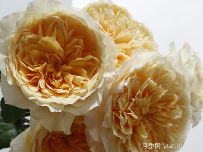 艾菲月季介绍，黄色切花，花瓣层叠(图1)