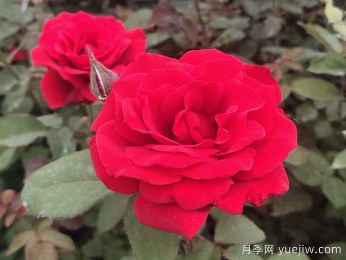 花比脸大月季系列，十个超大花的月季品种(图4)