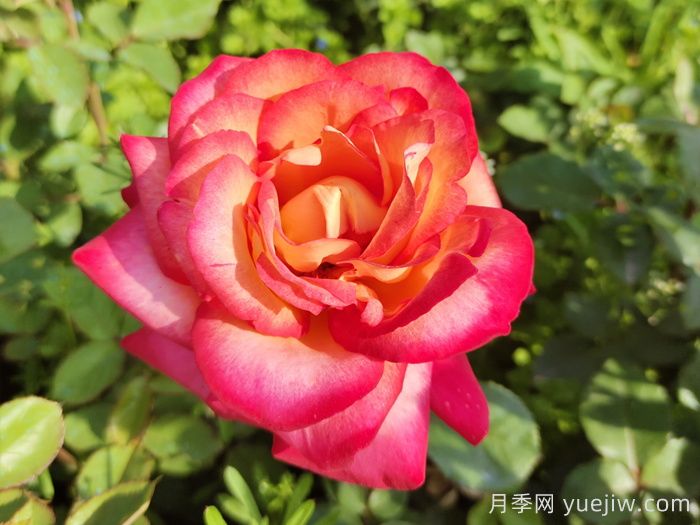 花比脸大月季系列，十个超大花的月季品种(图7)